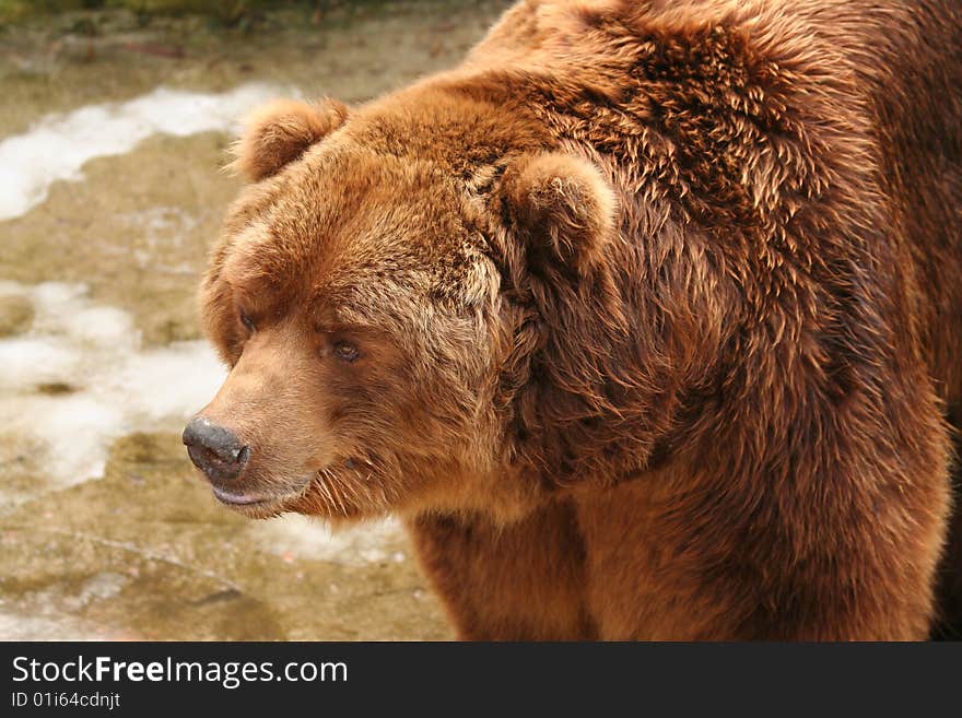 Portrait of brown bear in zoo