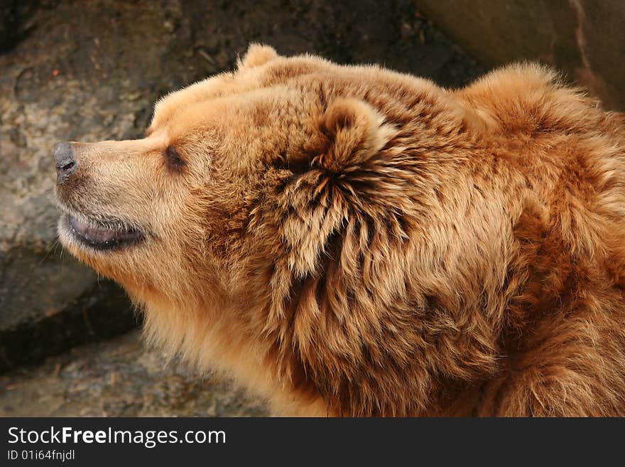 Portrait of brown bear in zoo