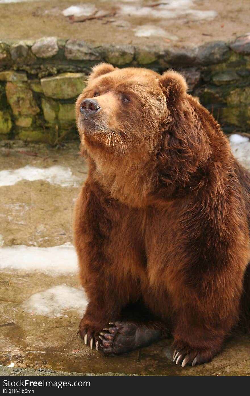 Portrait of brown bear in zoo