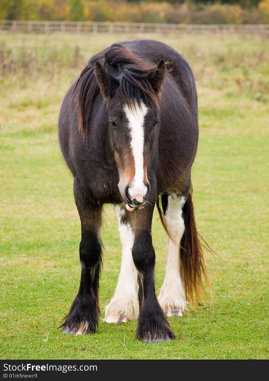 Brown Horse standing in a grass field