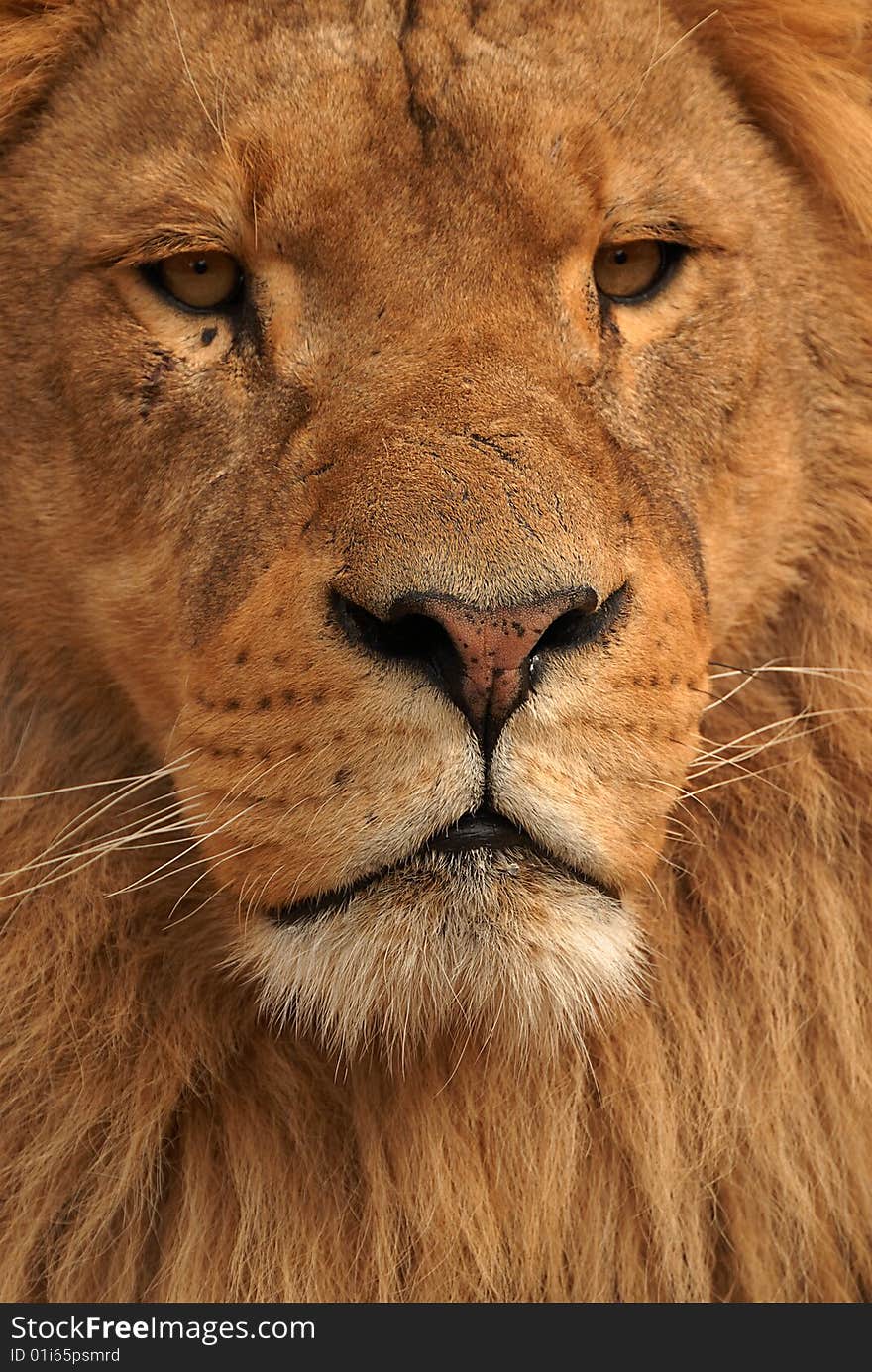 Close up head off african lion. Close up head off african lion