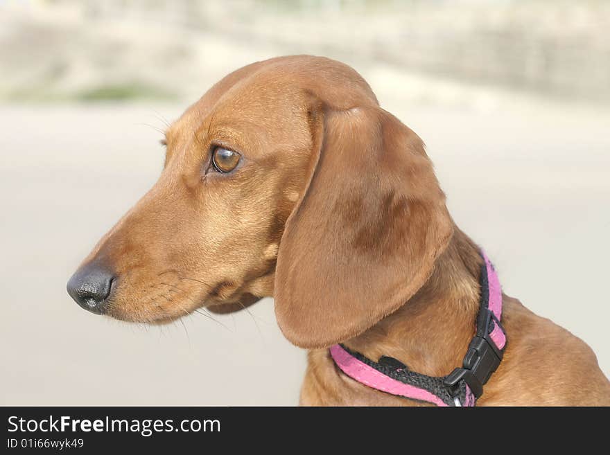 A side shot of the head of a smooth haired Dachshund. A side shot of the head of a smooth haired Dachshund