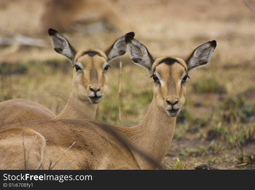 Female Impalas