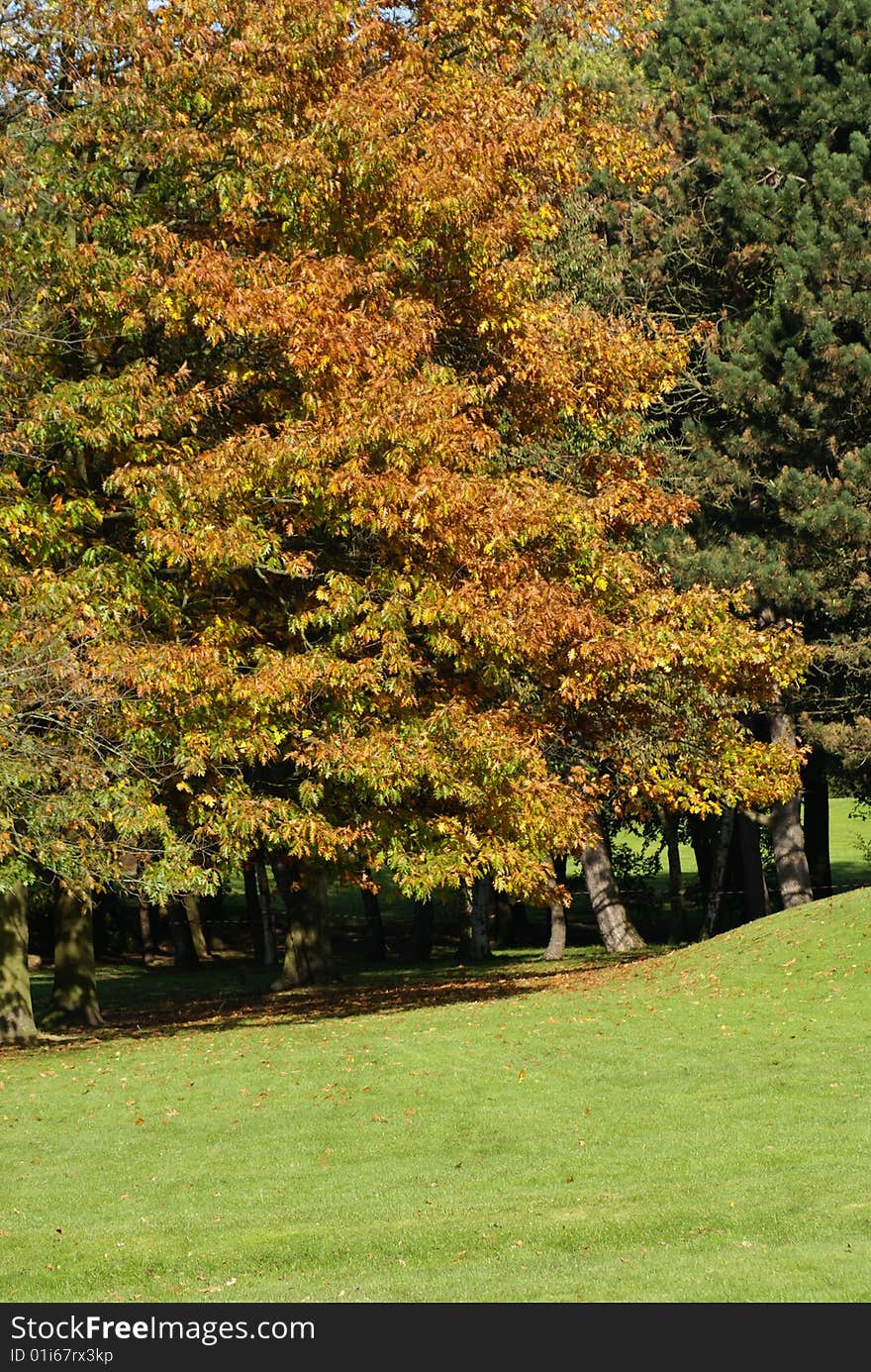 Trees in autumn in a french park in north of France