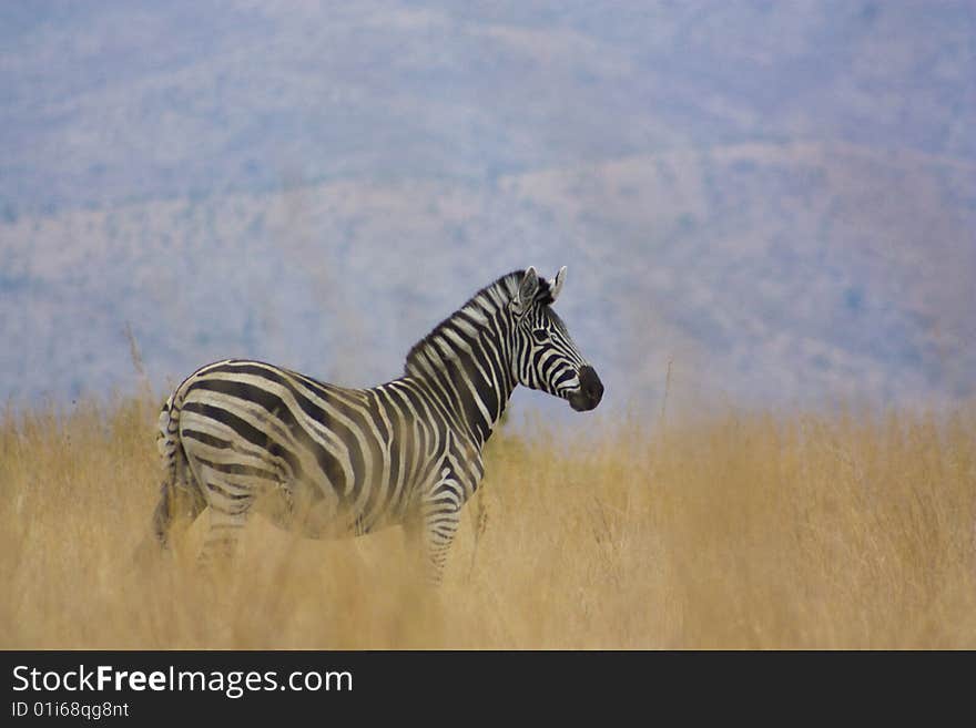 A Female Plains Zebra standing on a hill in her natural African habitat. A Female Plains Zebra standing on a hill in her natural African habitat.