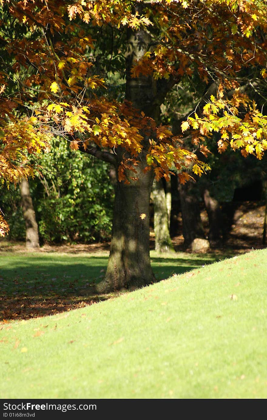 Trees in autumn in a french park in north of France