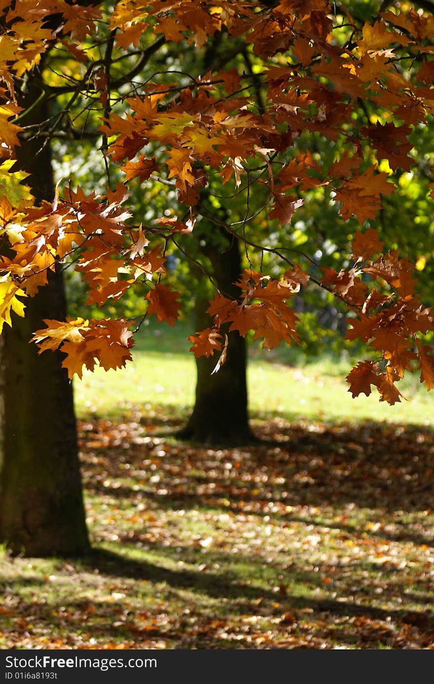 Autumn In A French Park