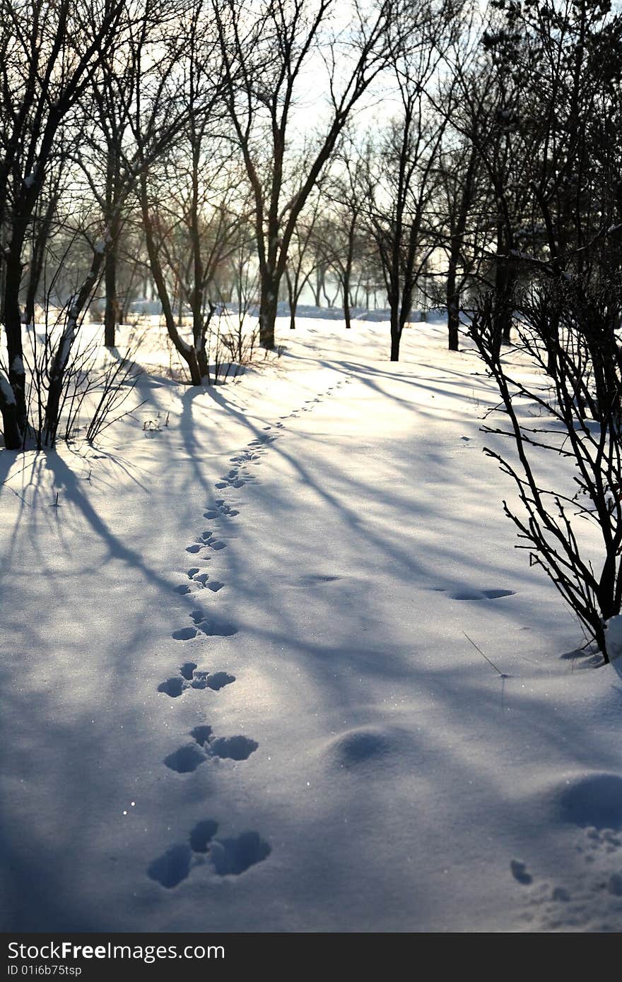 Trace of an animal against snow. Trace of an animal against snow