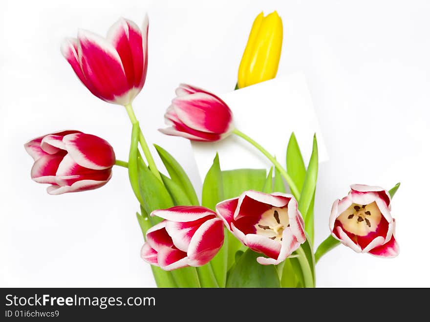 Bouquet from beautiful tulips with card for message isolated on white background