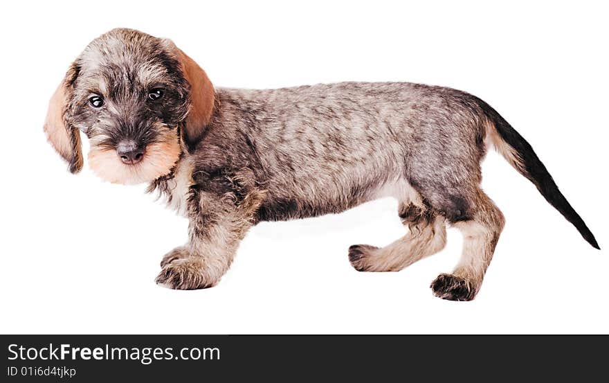 Small dachshund on white background