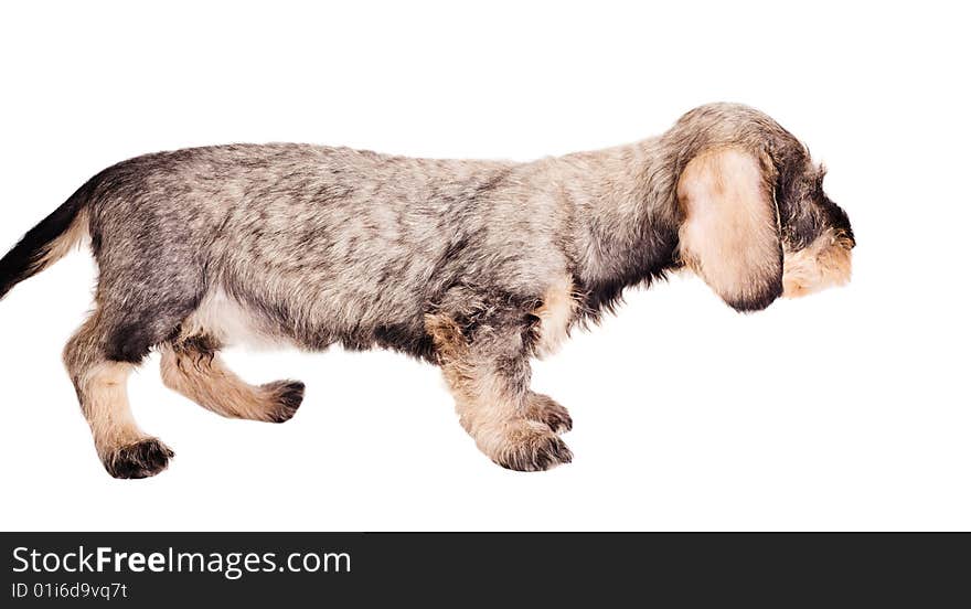 Small dachshund on white background