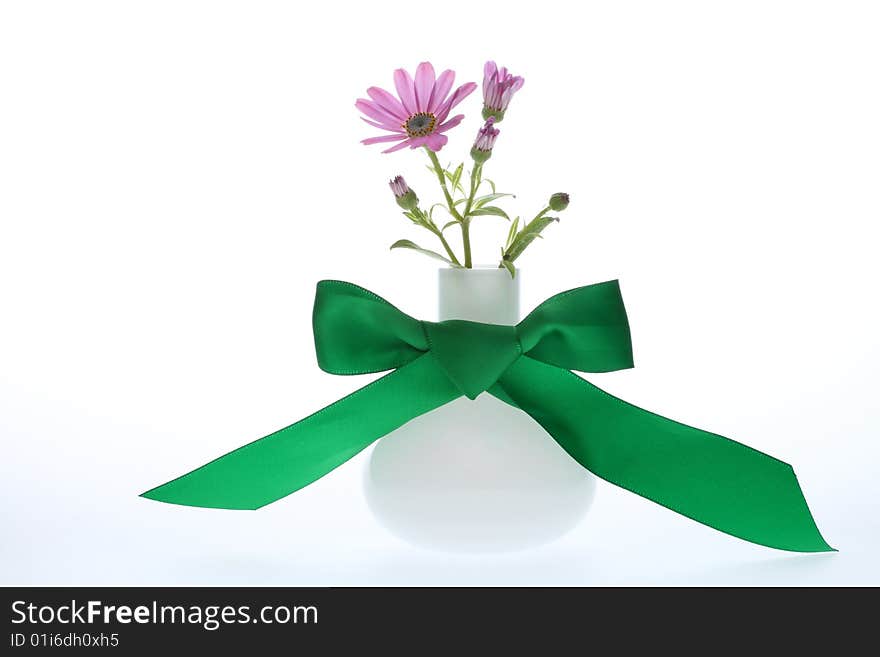 Cineraria and vase