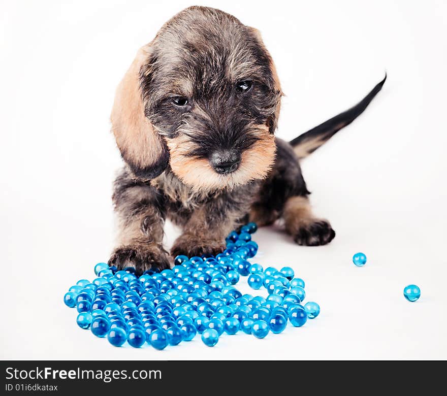 Small dachshund with a heap of glass balls