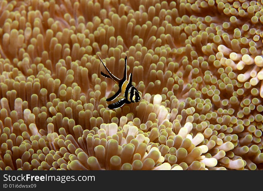 Banggai Cardinalfish (pteraponon kaudemi) above  of Anenome