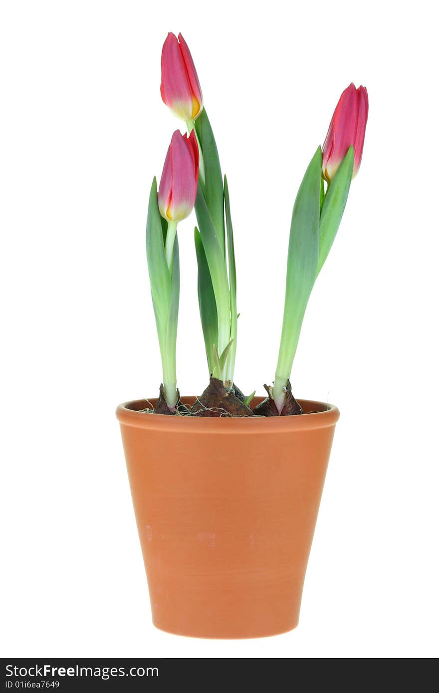 Three tulips on a white background. Three tulips on a white background.