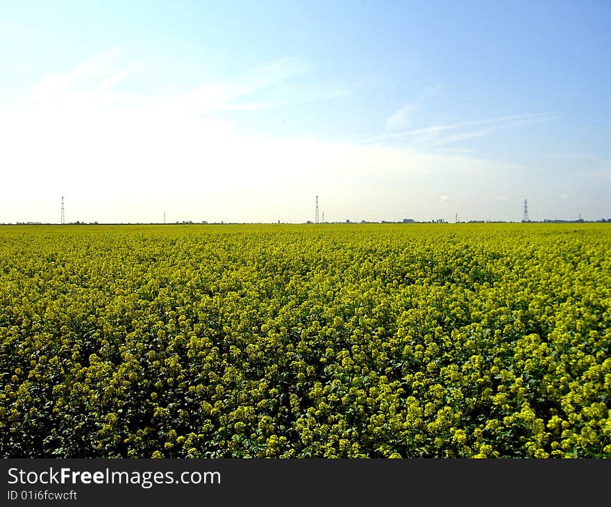 Oil rape selected in the flowering time. Oil rape selected in the flowering time