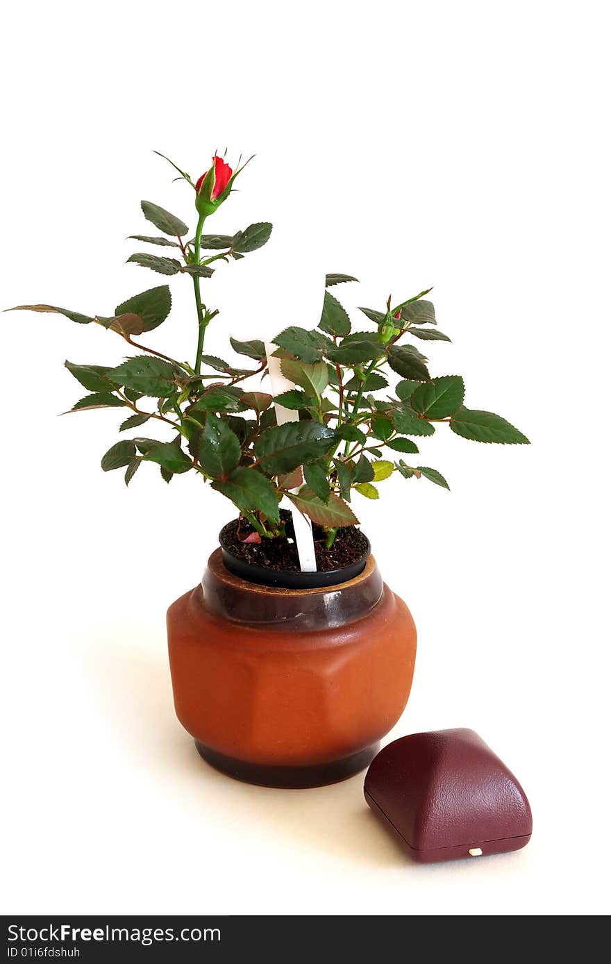 Little Red Rose in a Pot, isolated with a shadow