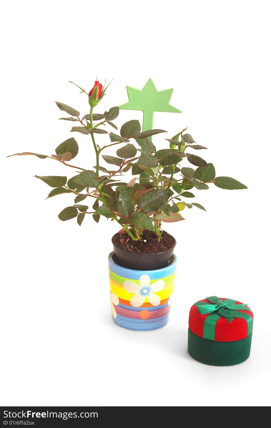 Little Red Rose in a Pot, isolated with a shadow