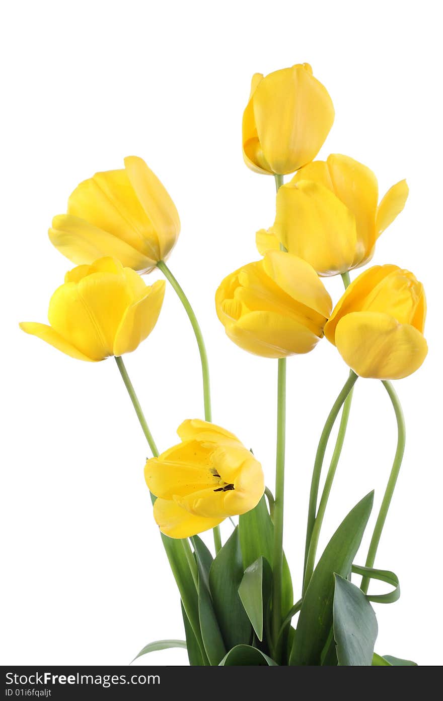 Yellow tulips on a white background. Yellow tulips on a white background.