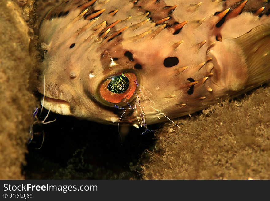 Ballonfish being cleaned at cleaner station by small cleaner shrimp