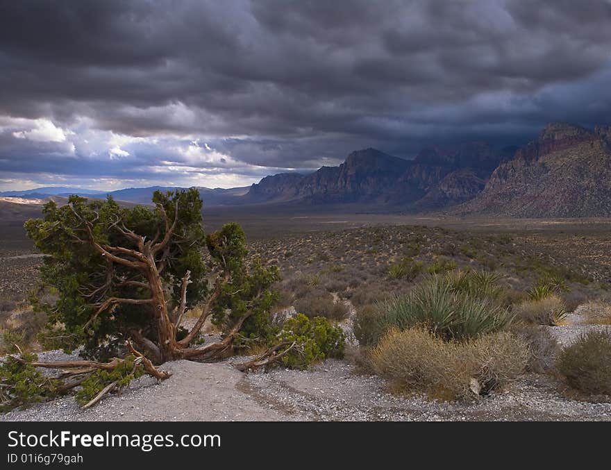 Nevada Desert