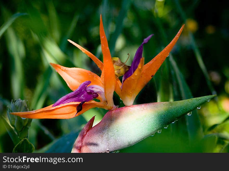 Flower early in the morning with dew on stalk in wood