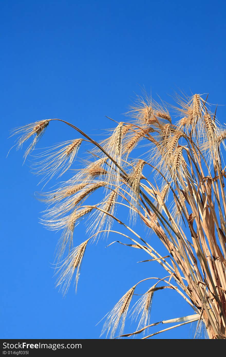 Wheat stems.