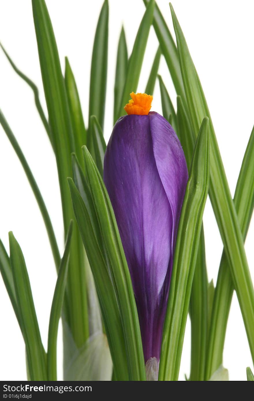 Blue crocus on a white background. Blue crocus on a white background.