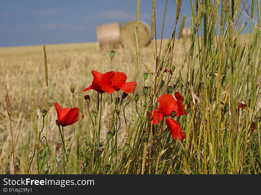 Poppies in summer