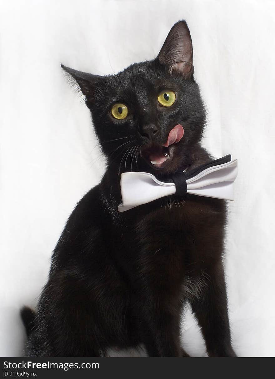 Cat with white tie sits on white background