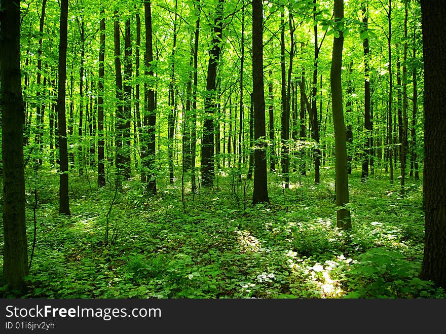 Green forest background in sunny day. Green forest background in sunny day