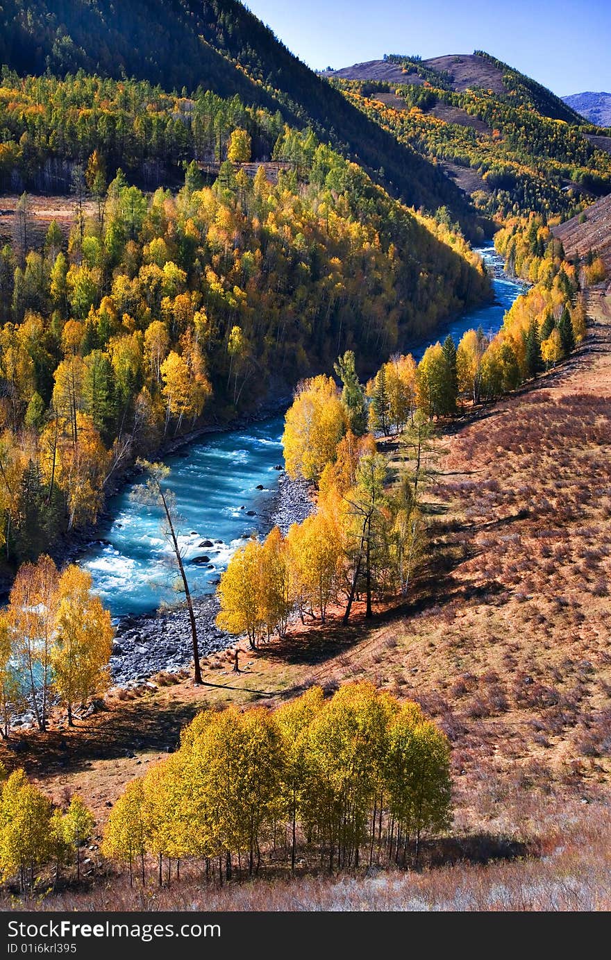 A river is surrounded by the birch forest on the mountain,xinjiang,china.