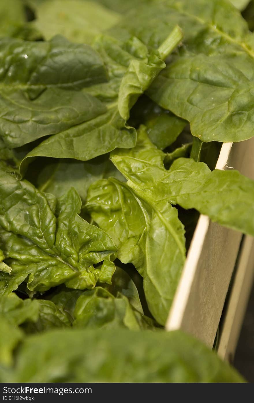 Lots of fresh green spinach, still in crate at farmer's market. Vertical composition. Lots of fresh green spinach, still in crate at farmer's market. Vertical composition.