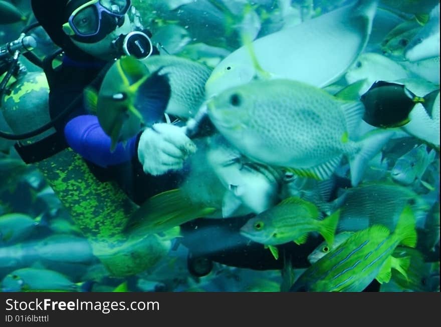 A Diver Feeding Tropical Fish In A Caisson