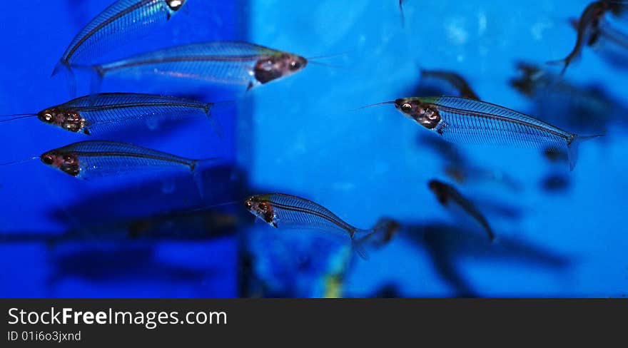 A group of transparent fishes. A group of transparent fishes