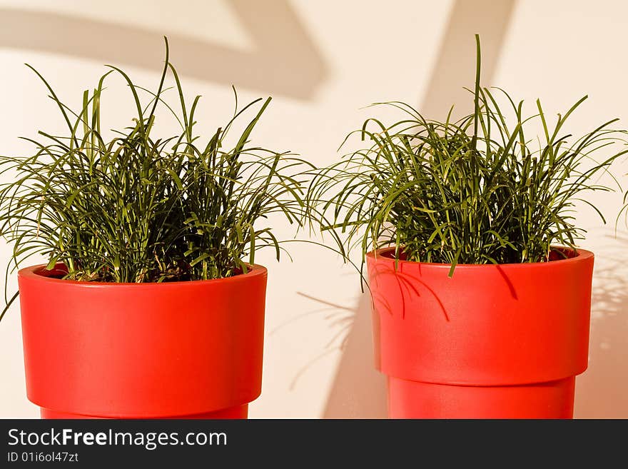 Grass in planters on a cruise ship. Grass in planters on a cruise ship