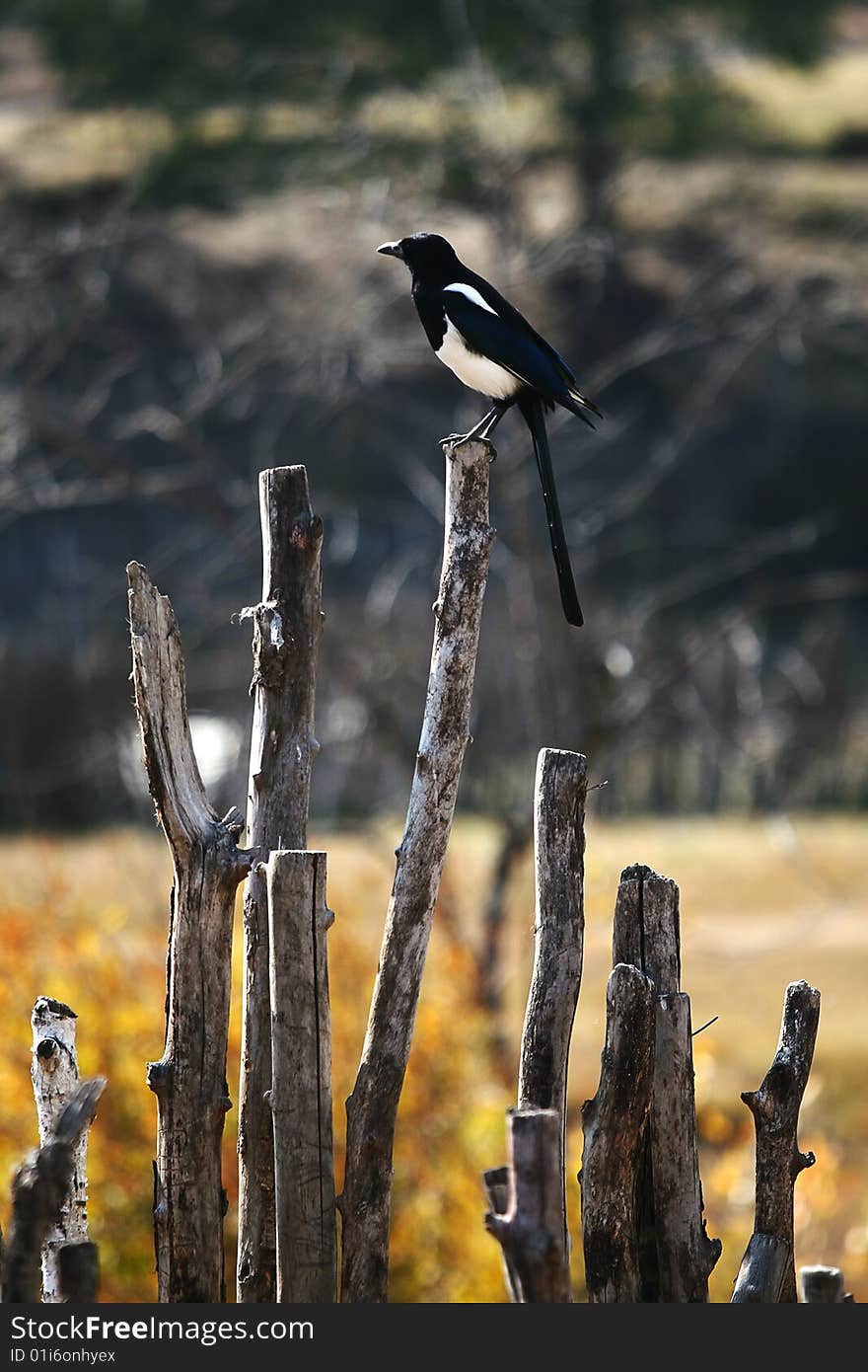 Bird standing on the fence