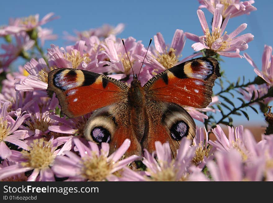 Red black butterfly with eye spot on wings. Red black butterfly with eye spot on wings