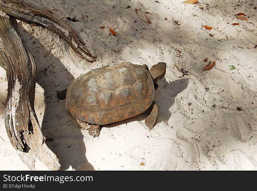 Gopher turtle in its natural habitat