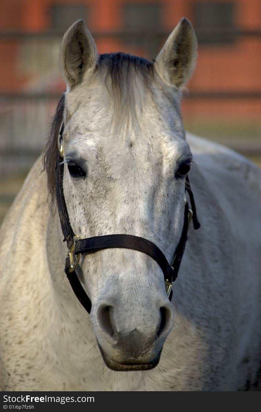 Quarter/appaloosa horse cross gelding hanging out. Quarter/appaloosa horse cross gelding hanging out.