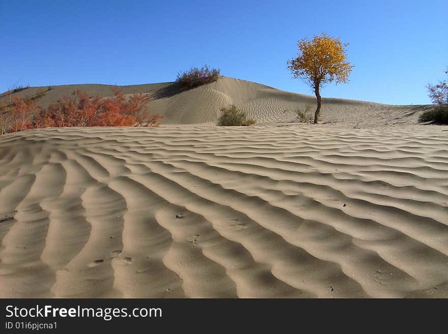 Golden populus (Populus diversifolia Schrenkin) in the desert of Singkiang,China. Golden populus (Populus diversifolia Schrenkin) in the desert of Singkiang,China