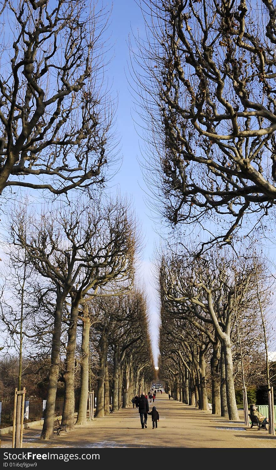 Blue sky and tree, boulevard in the winter. Blue sky and tree, boulevard in the winter