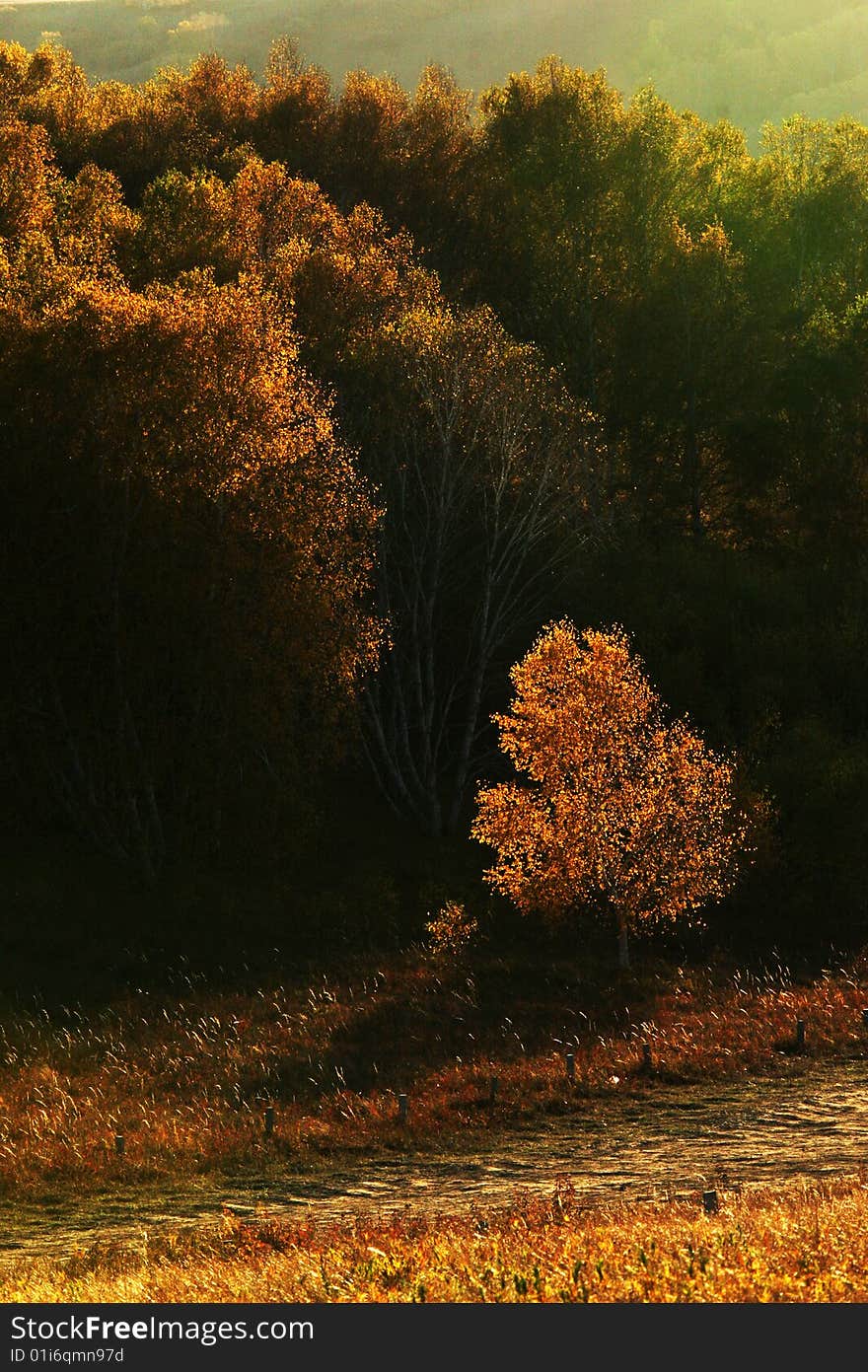 Golden trees under setting sun in dusk in fall