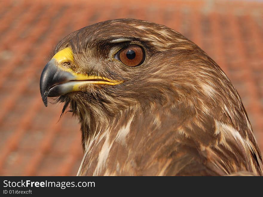 Close up eagle head with red background