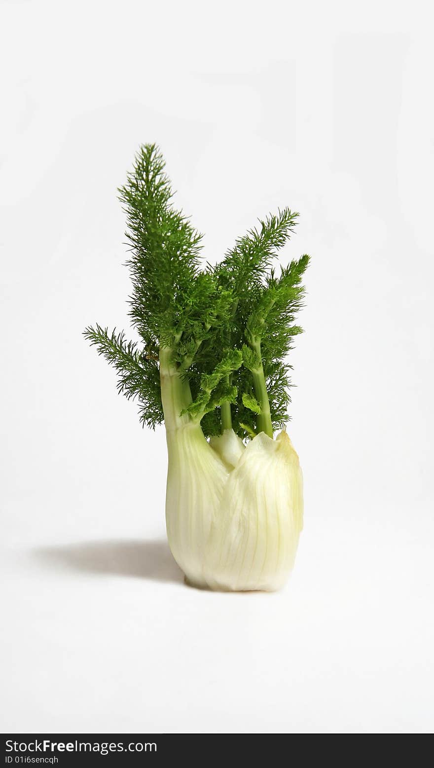 The bulb of fennel is isolated on a white background