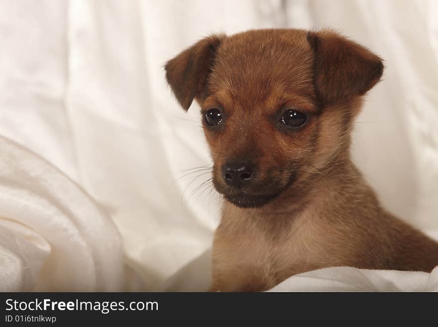 Two months old puppy plays with cloth. Two months old puppy plays with cloth