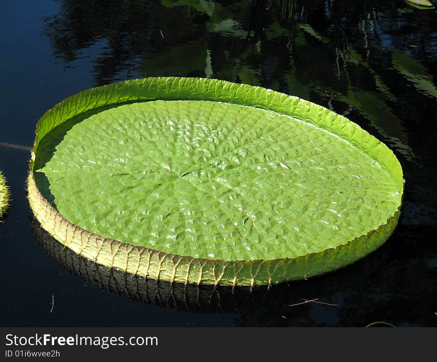 Water-platter