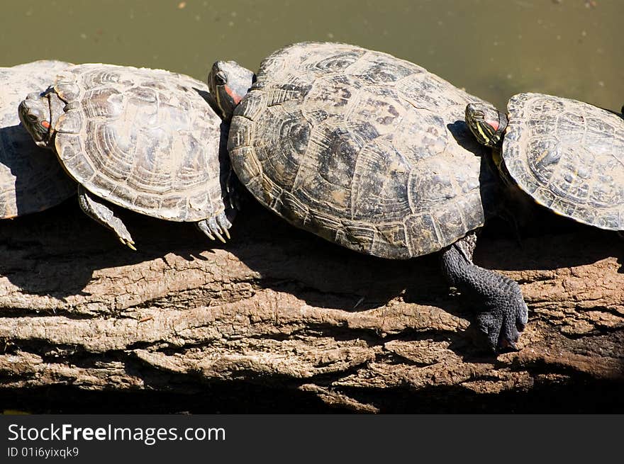 Tortoises resting