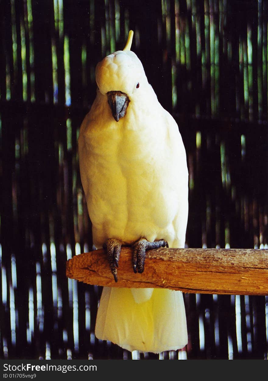 Parrot cockateel bird