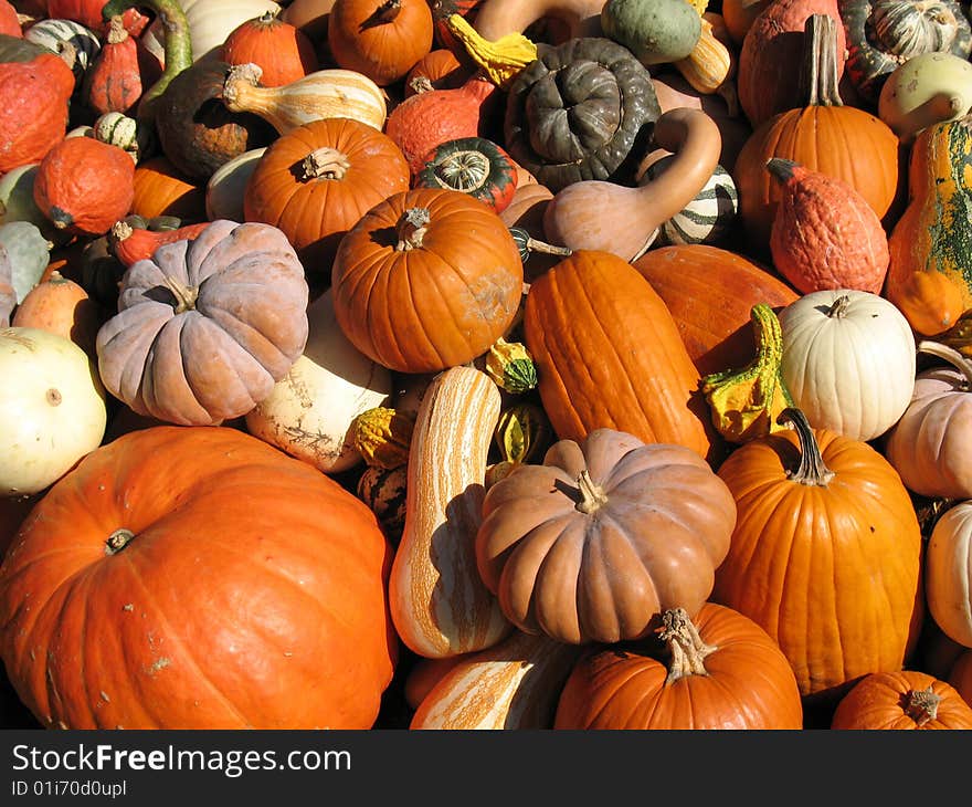 Pamkins and gourds as backgrounds. Pamkins and gourds as backgrounds